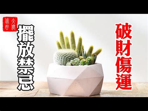 仙人掌化煞|仙人掌風水指南：提升居家能量與幸福感 